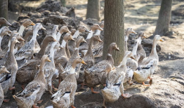 老鸭视频,揭秘短视频时代的魅力与挑战